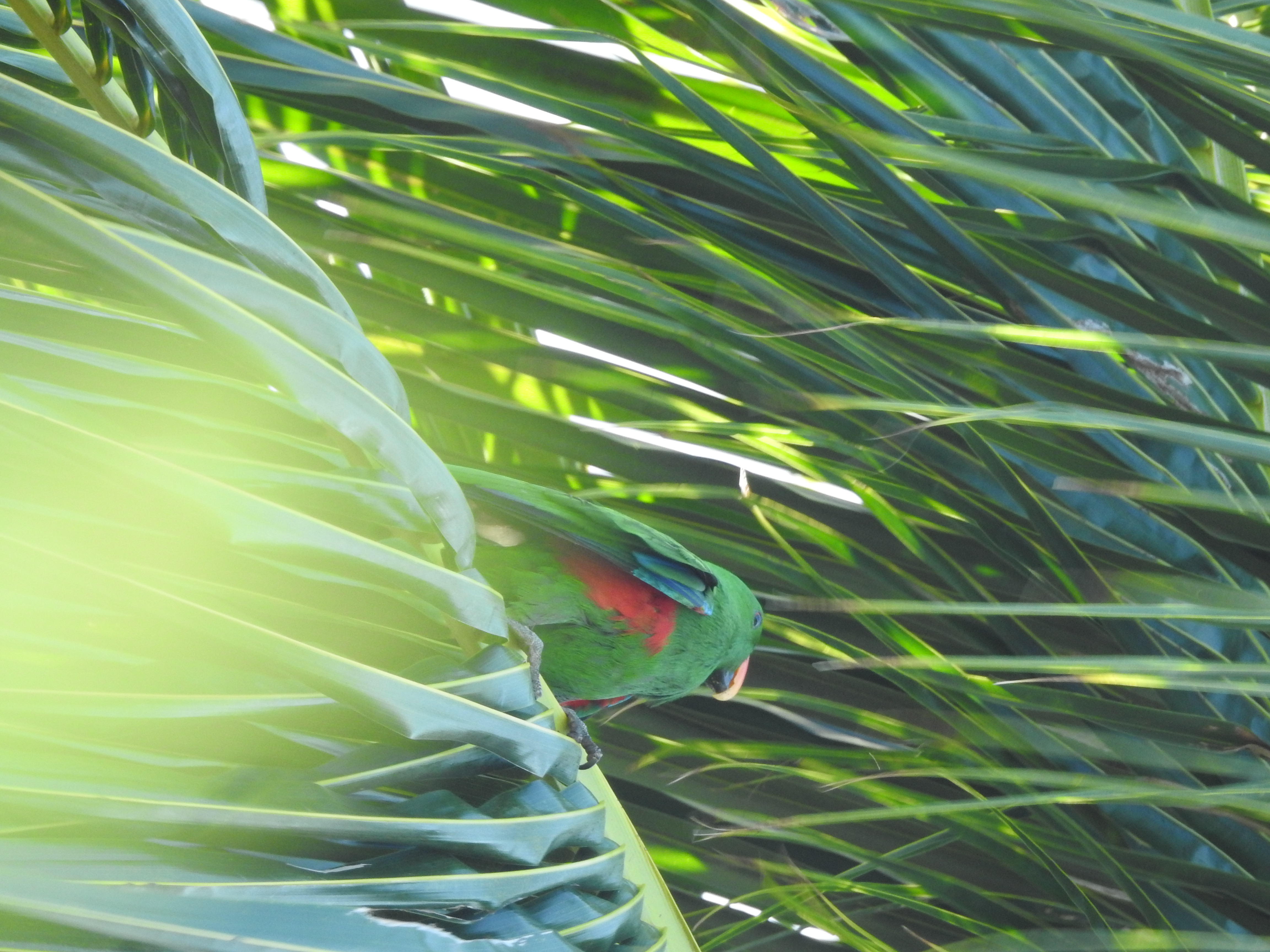 Burung Bayan (Eclectus roratus)